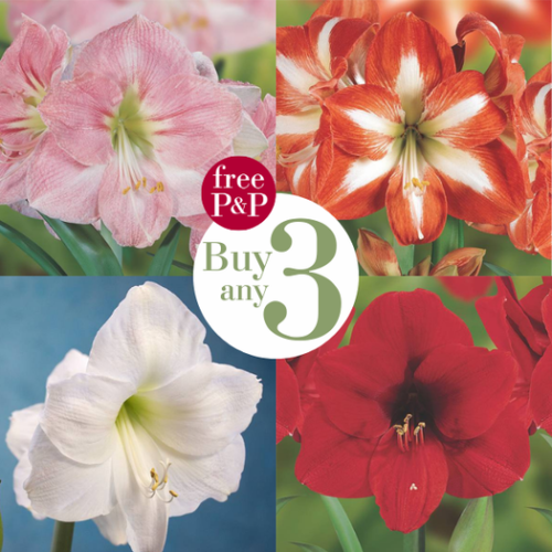 Amaryllis Giant Multi Buy Offer