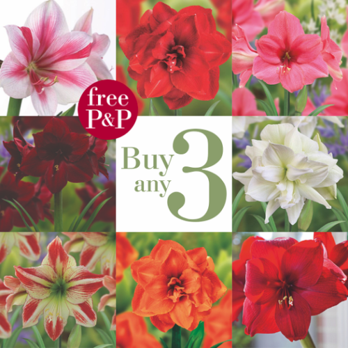 Amaryllis Offer Buy Any 3 Special