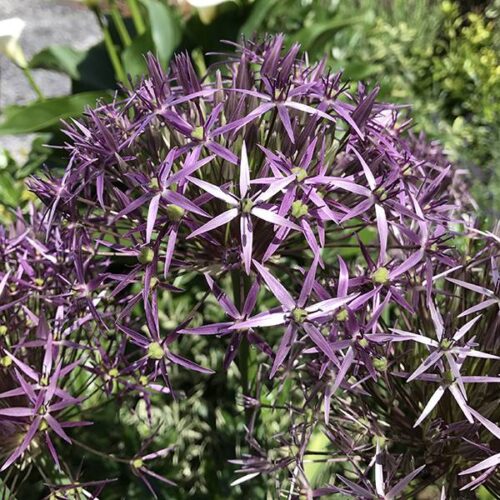 Allium cristophii