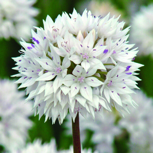 Allium Graceful Beauty