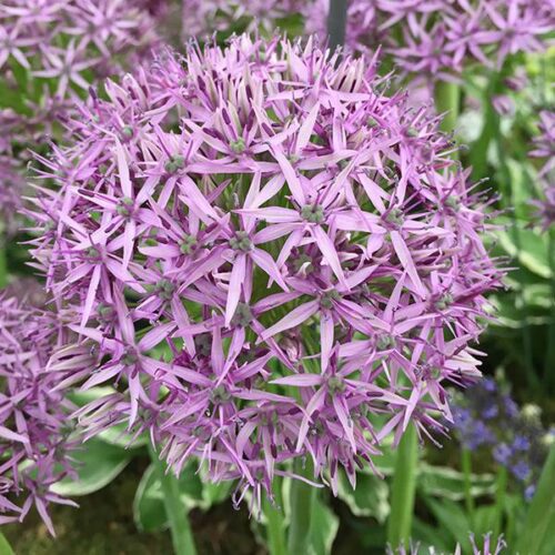 Allium Violet Beauty