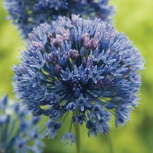 Allium Caeruleum