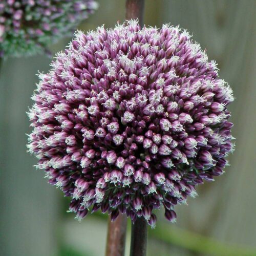 Allium Summer Drummer