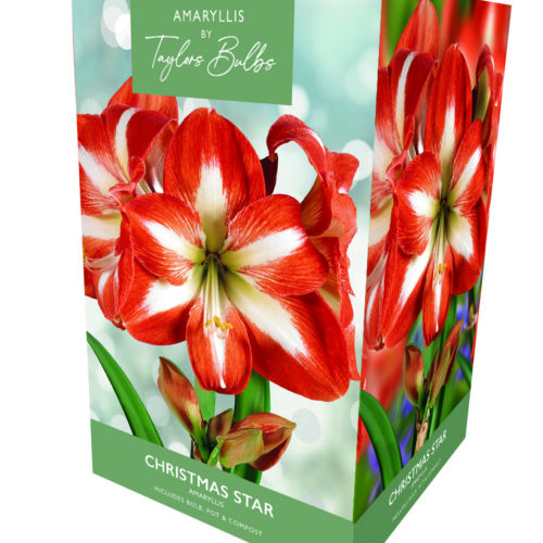 Amaryllis Christmas Star Box