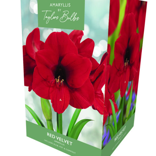Amaryllis Red Velvet Box