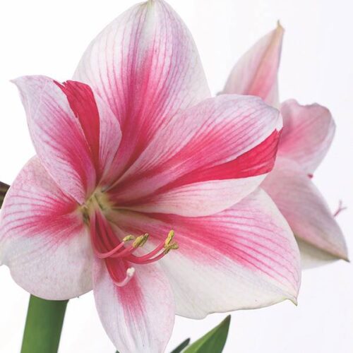 Amaryllis Gervase