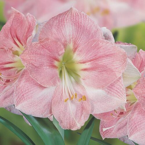 Amaryllis Flamingo