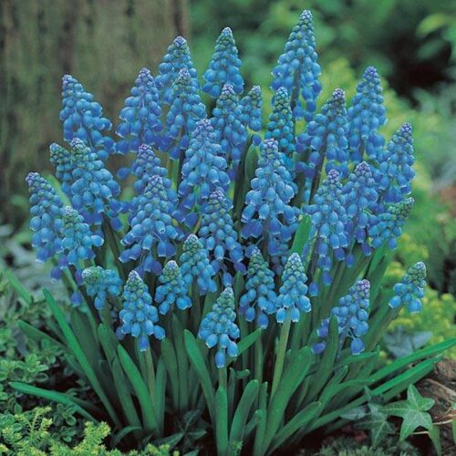 Muscari armeniacum