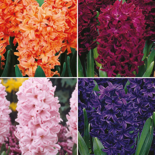 Hyacinth Outdoor Bedding Collection