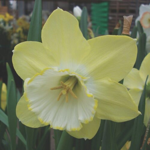Daffodil Binkie