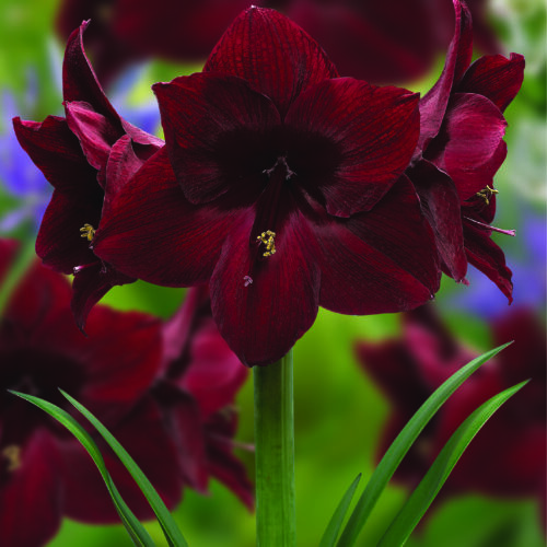 Amaryllis Black Pearl