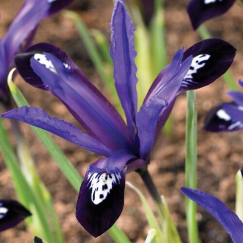 Iris Blue Note