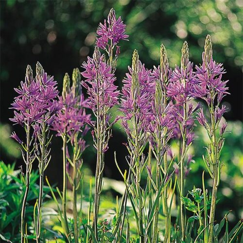 Camassia leichtlinii Caerulea