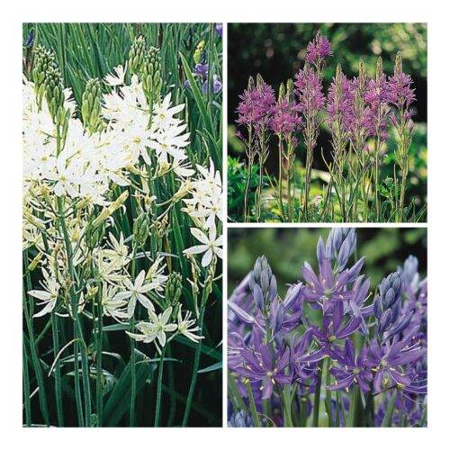 Camassia Collection