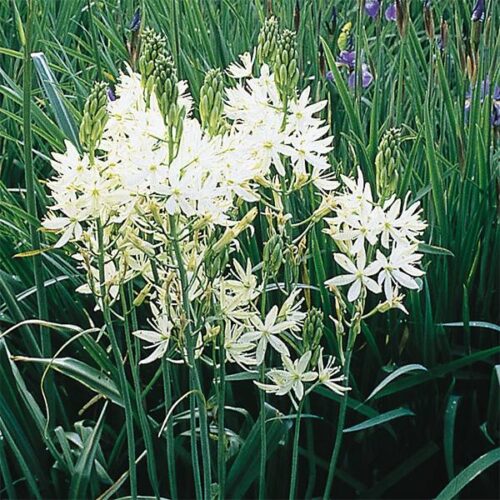 Camassia leichtlinii Alba