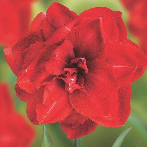 Amaryllis Cherry Nymph