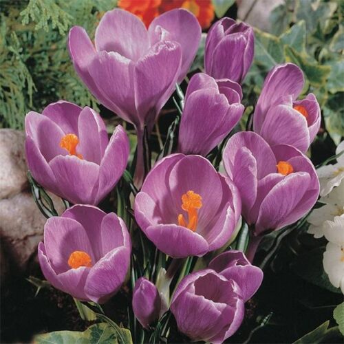Crocus Large Flowering Grand Maitre