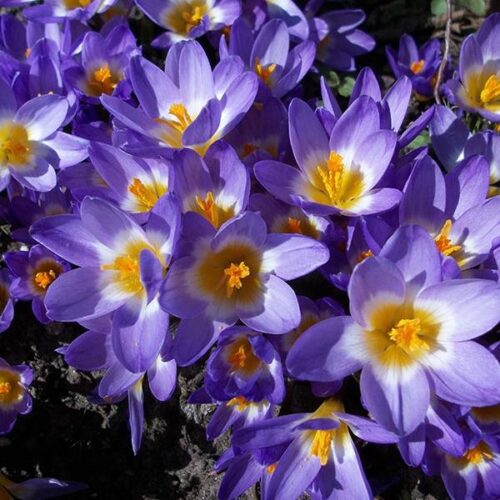 Crocus Species sieberi Tricolor