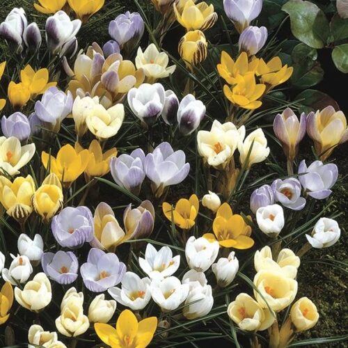 Crocus Species Mixed