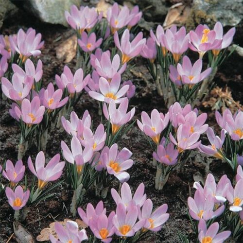 Crocus Whitewell Purple