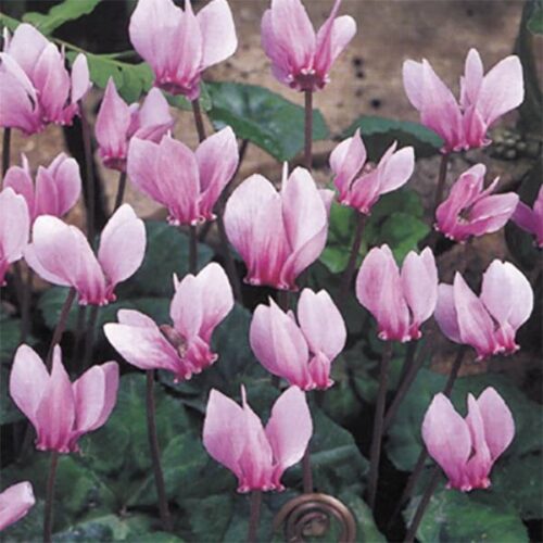 Cyclamen Hederifolium