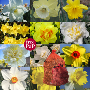 Daffodil Buy any 3 x 20kg Sacks