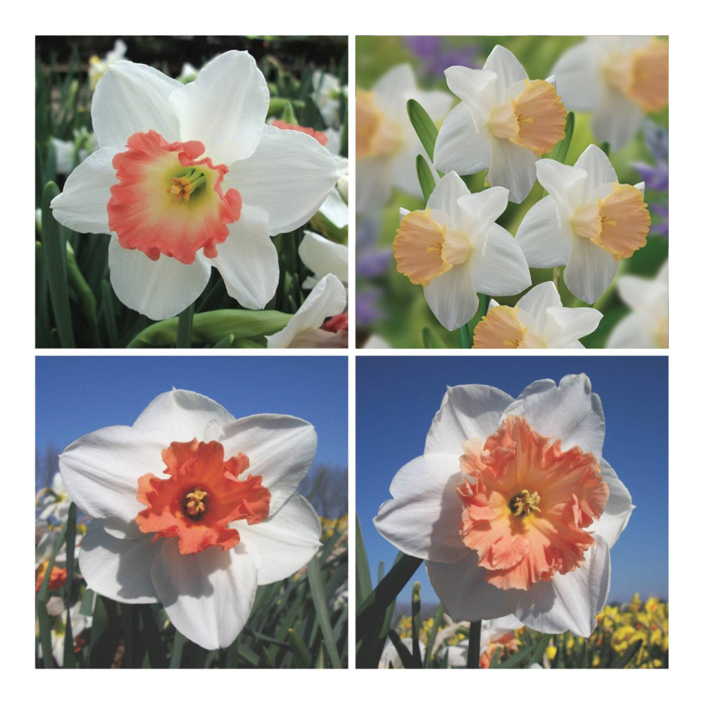 Daffodil Pink Pastels Collection Bulbs 