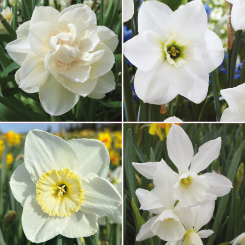Daffodil Dazzling White Collection