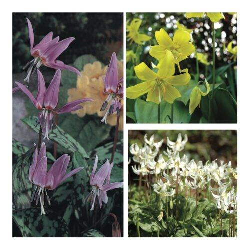 Erythronium Multibuy