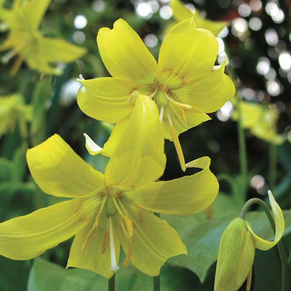 Erythronium Pagoda