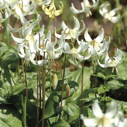 Erythronium White Beauty