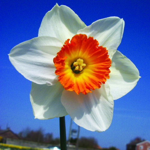 Daffodil Flower Record