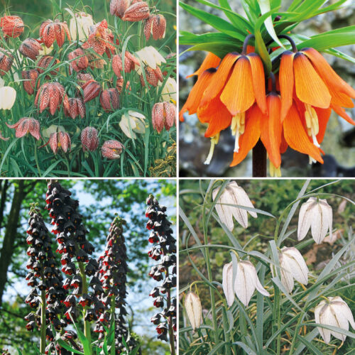 Fritillaria Collection