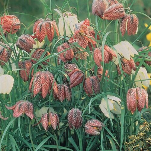 Fritillaria meleagris