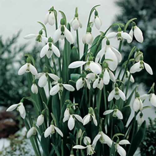 Galanthus elwesii