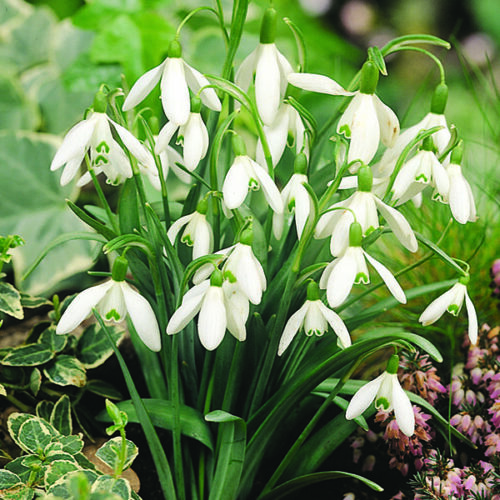 Galanthus nivalis