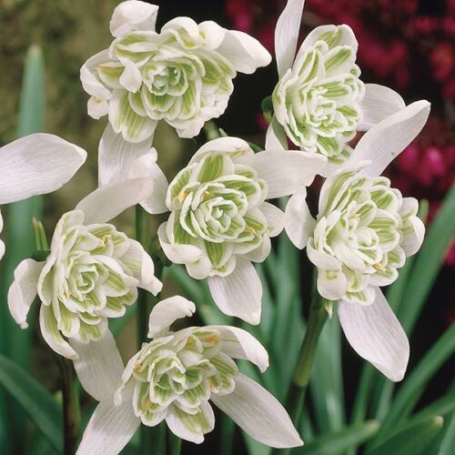Galanthus Nivalis Flore Pleno