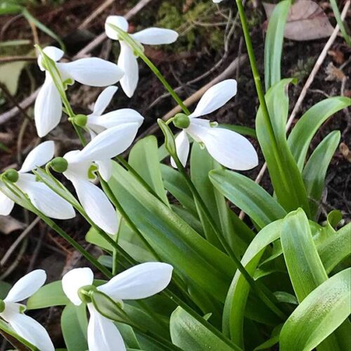 Galanthus woronowii