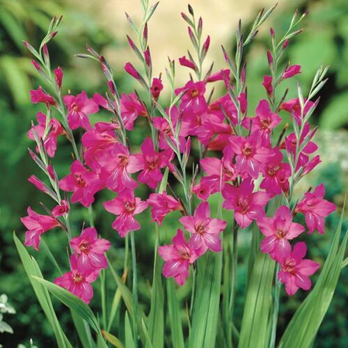 Gladiolus Communis subsp. Byzantinus