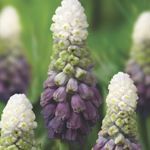 Muscari Grape Ice