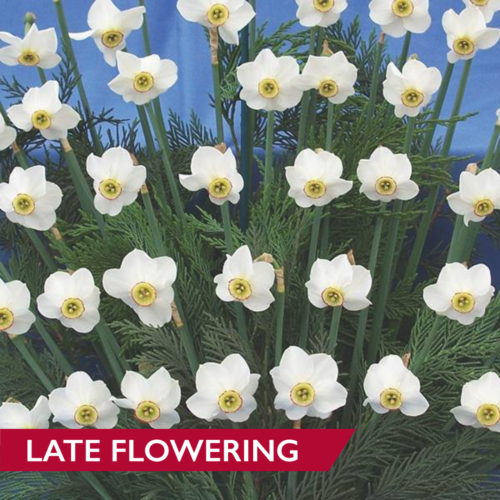 Daffodil Hellenicus
