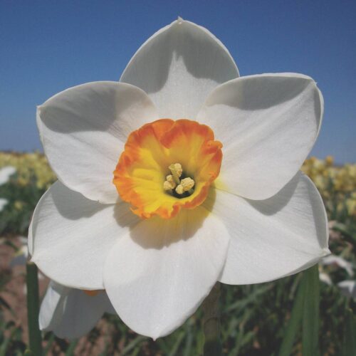 Daffodil Highway Song