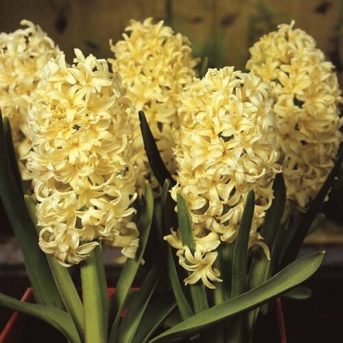 Hyacinth Indoor City of Haarlem