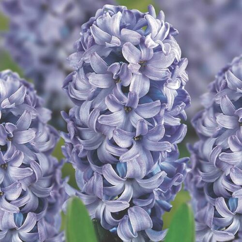 Hyacinth Outdoor Delft Blue