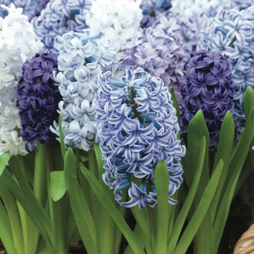 Hyacinth Outdoor Spring Breeze