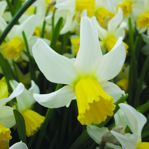 Daffodil Jack Snipe