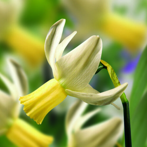 Daffodil Jenny