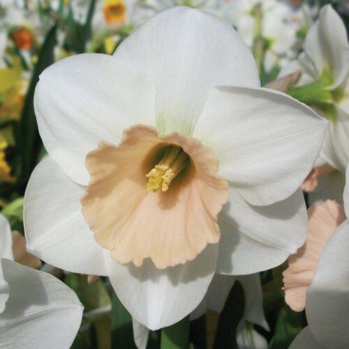 Daffodil L'Amour