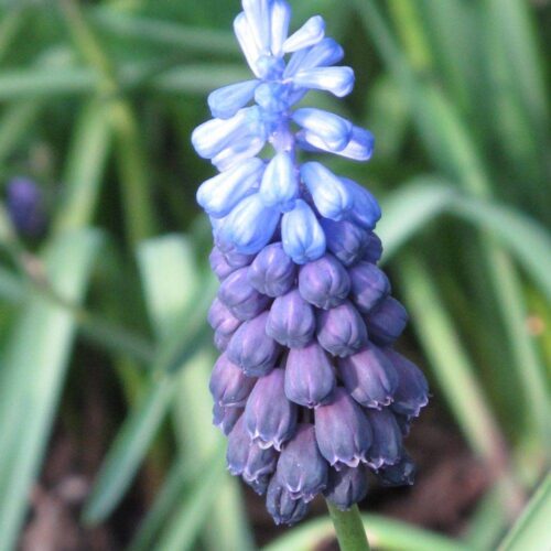 Muscari latifolium