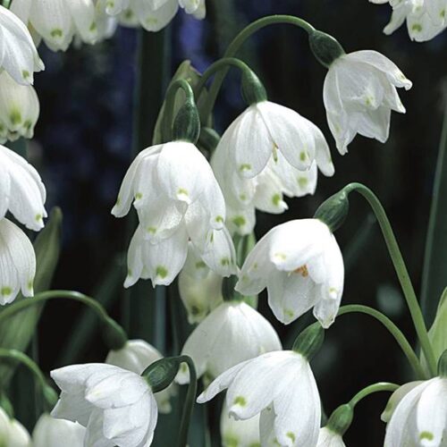 Leucojum Gravetye Giant